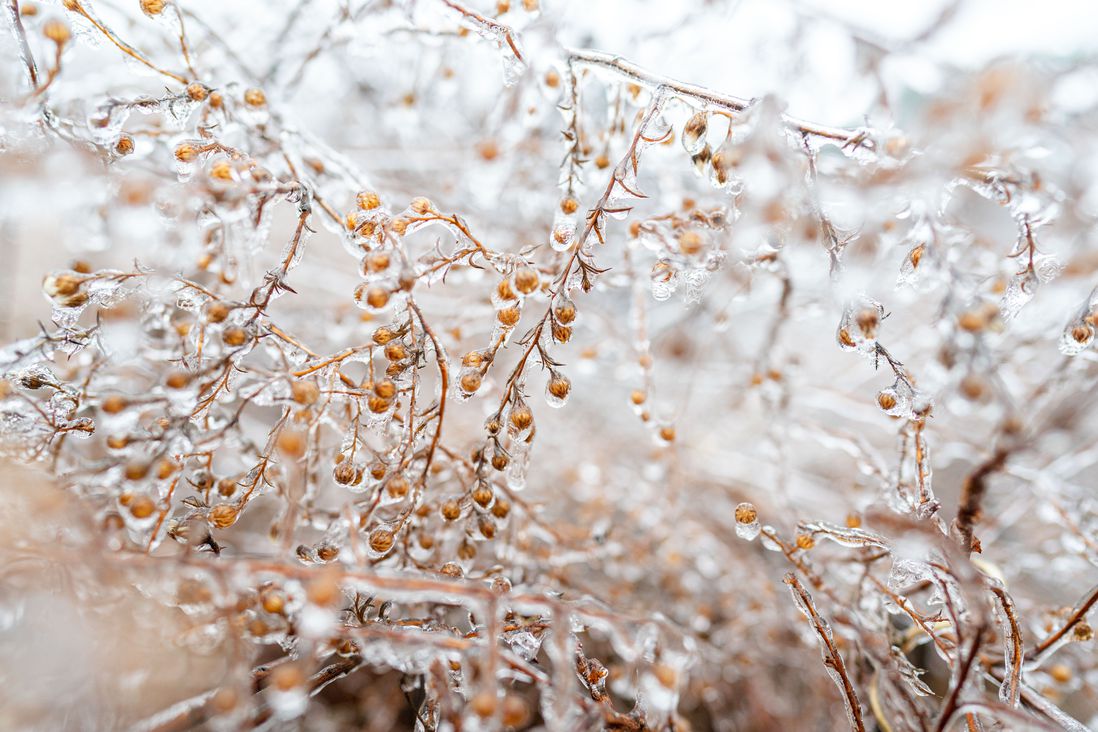 Photographs of various plants and trees with a thin layer of ice on them, lending them a magical look